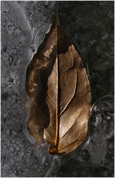 Leaf in ice.